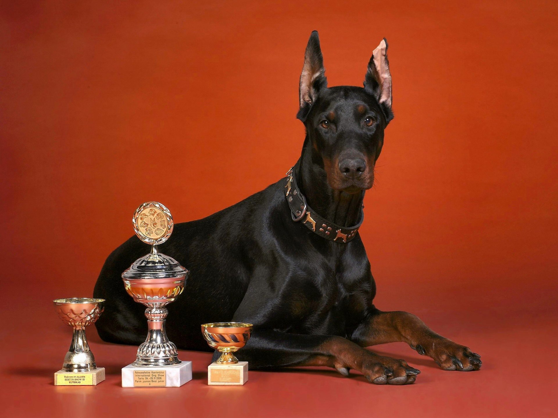 doberman puchary puchar czerwone tło pies rasa