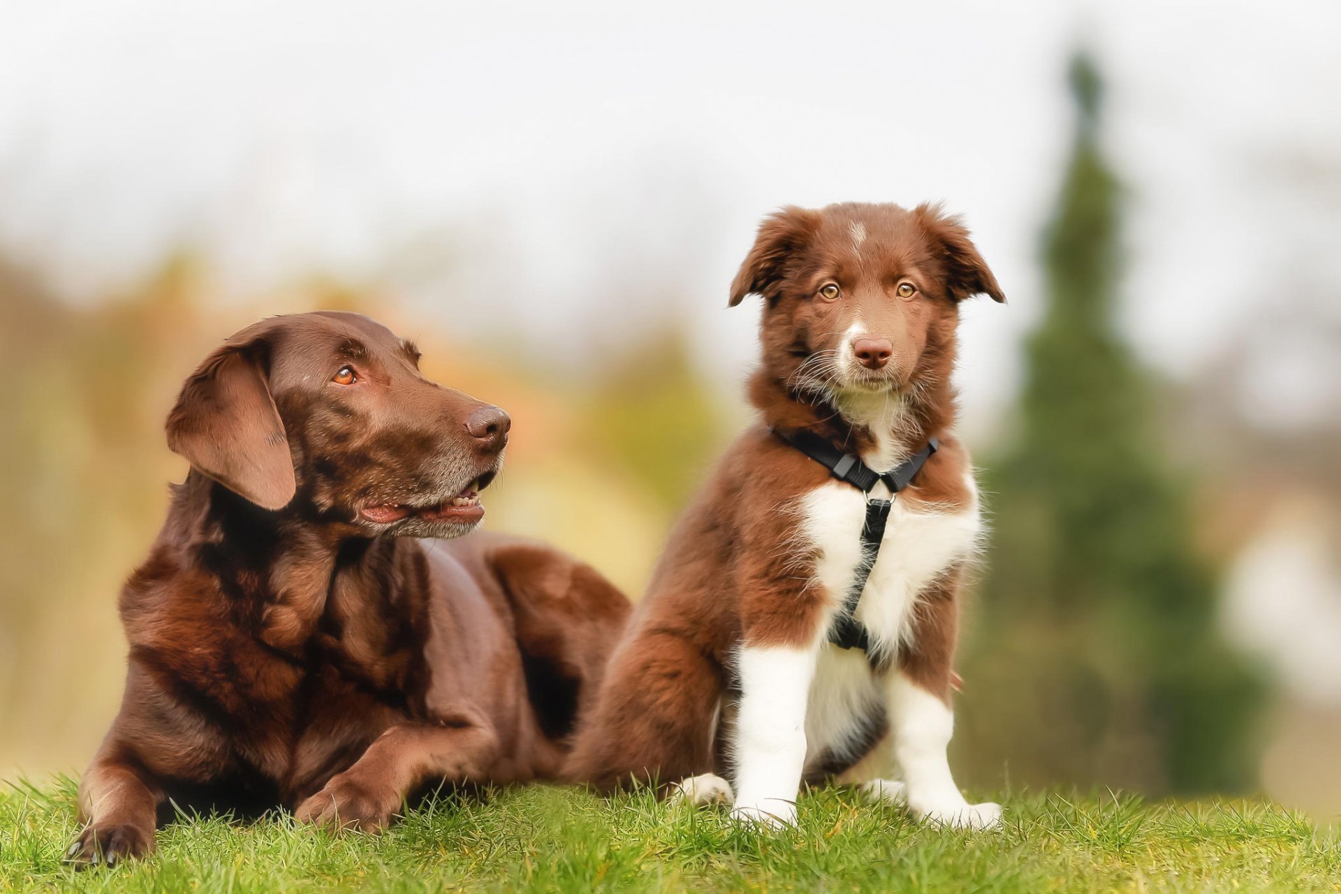 labrador border collie brązowe psy szczeniak