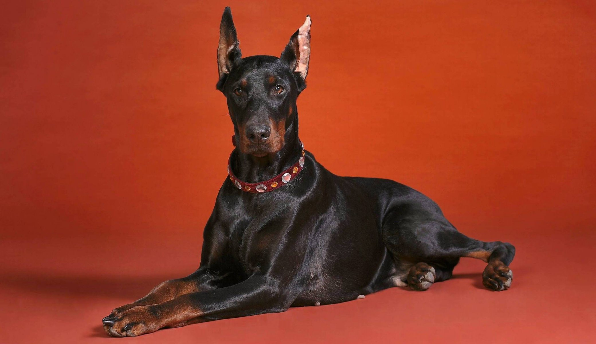 doberman perro raza fondo rojo