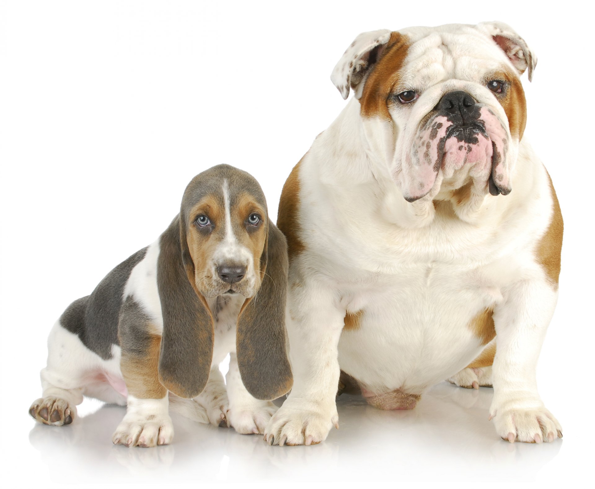 chiens bouledogue anglais basset