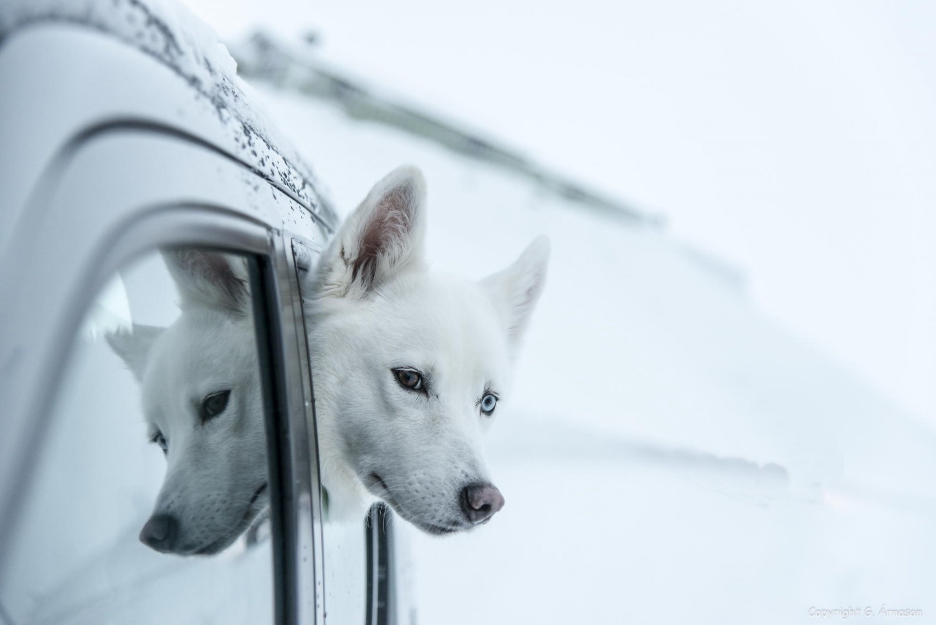 husky ami regard