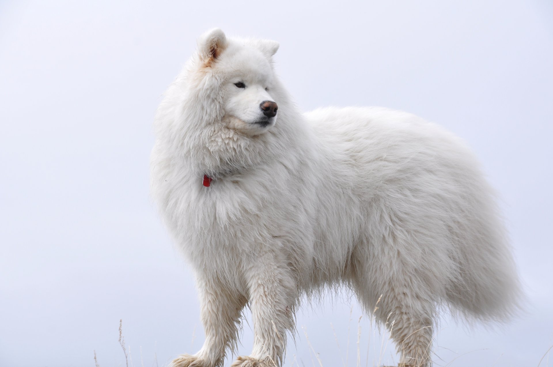 blanc sur blanc samoyède moelleux