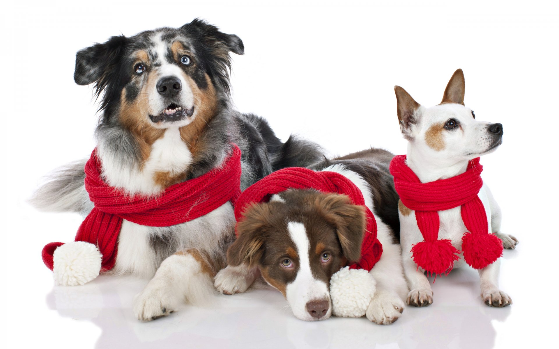 año nuevo navidad vacaciones perros