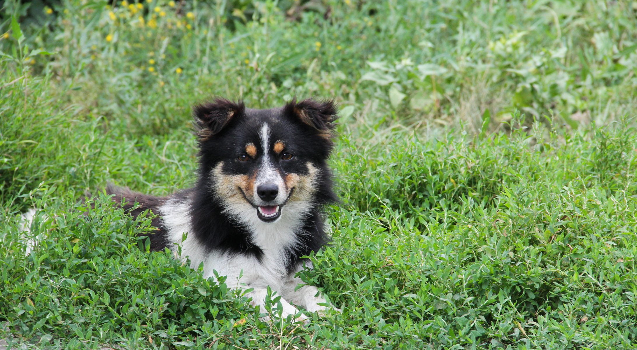 hund gras tiere