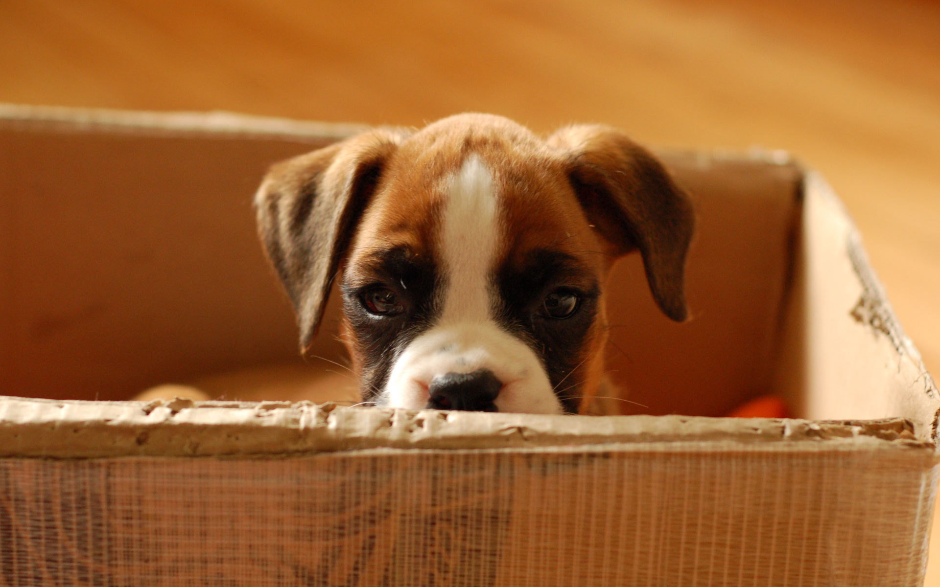 cachorro caja de cartón mirada niño