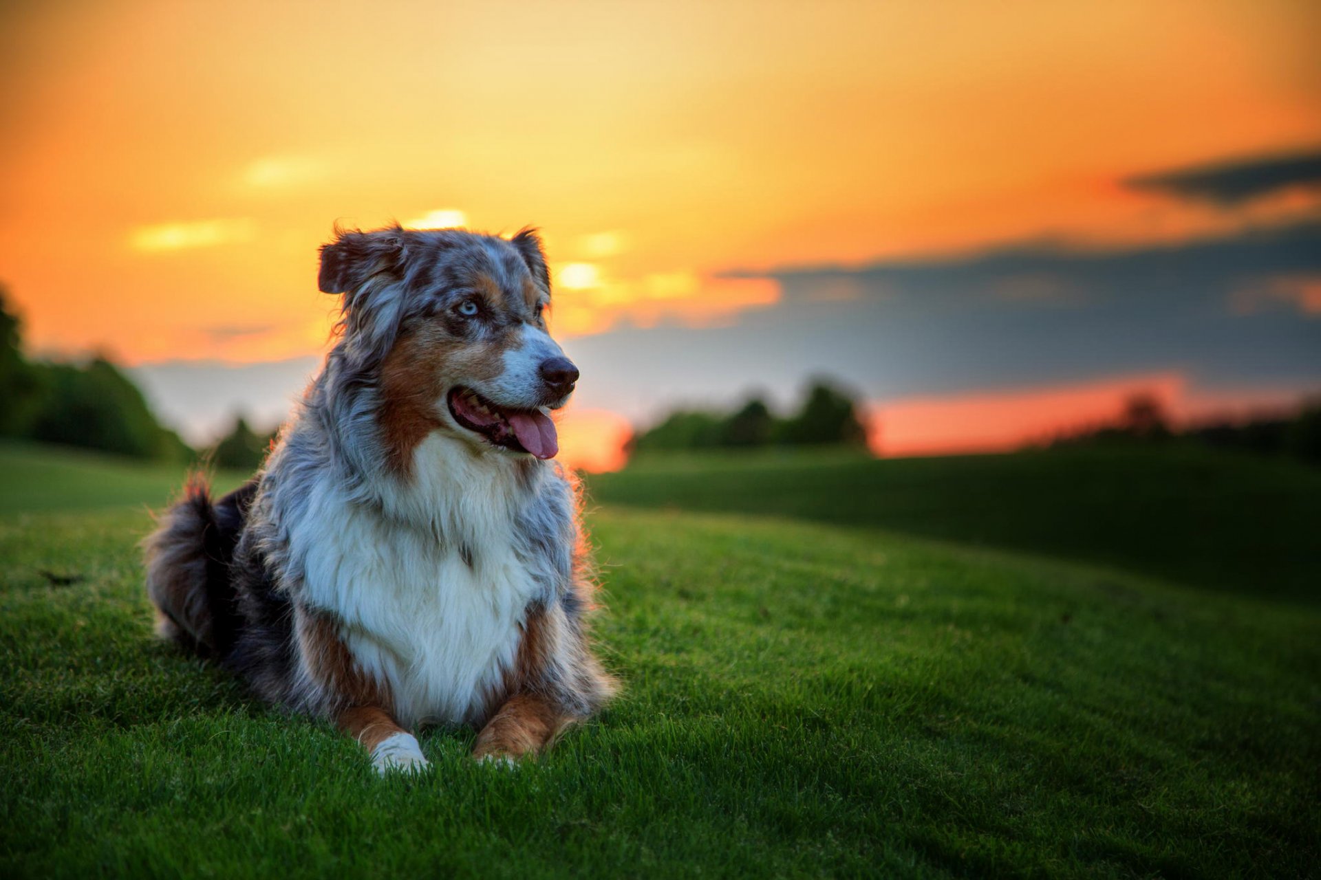 australischer schäferhund aussie freund hintergrund