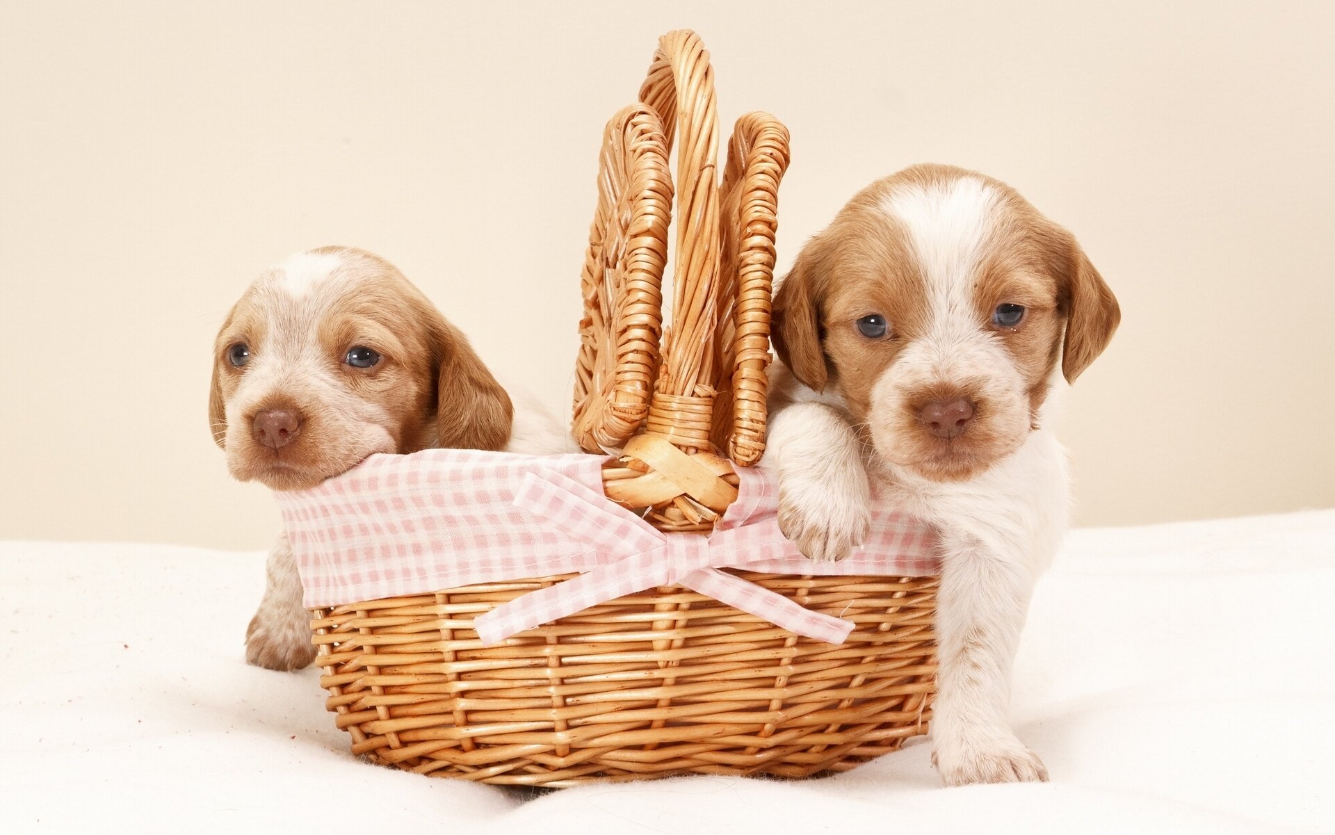 cachorros cesta niños pequeños