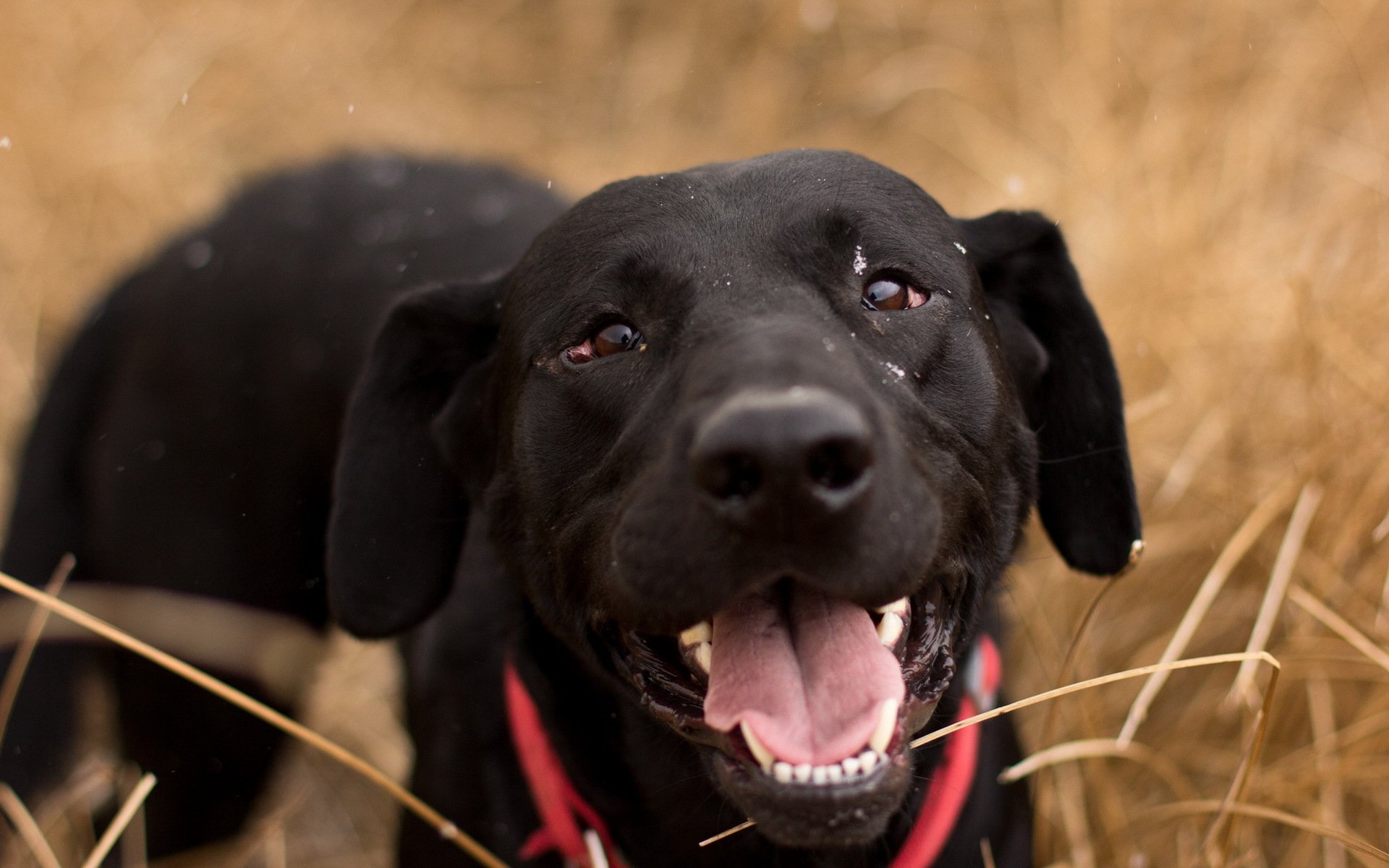 perro mirada amigo