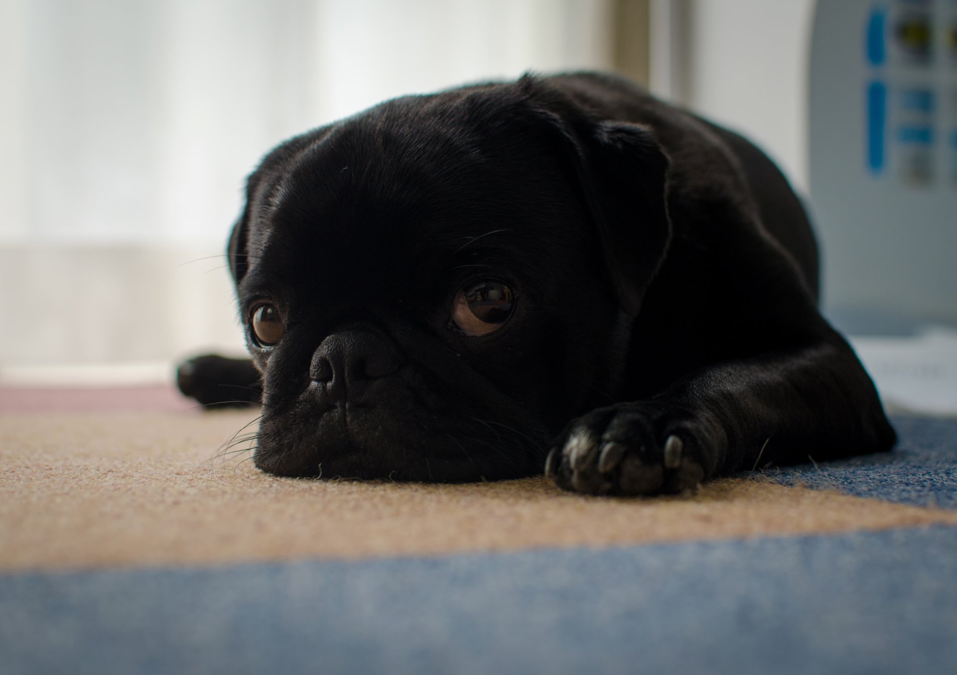 hund freund blick traurigkeit mops