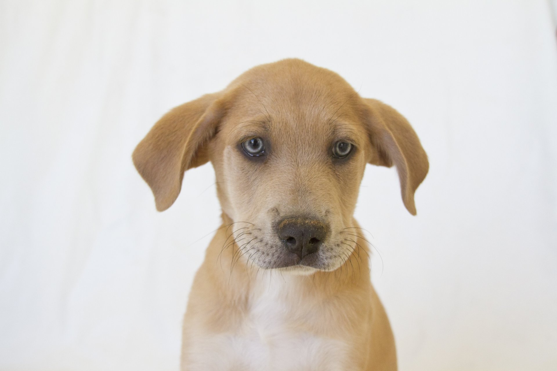 puppy dog white background