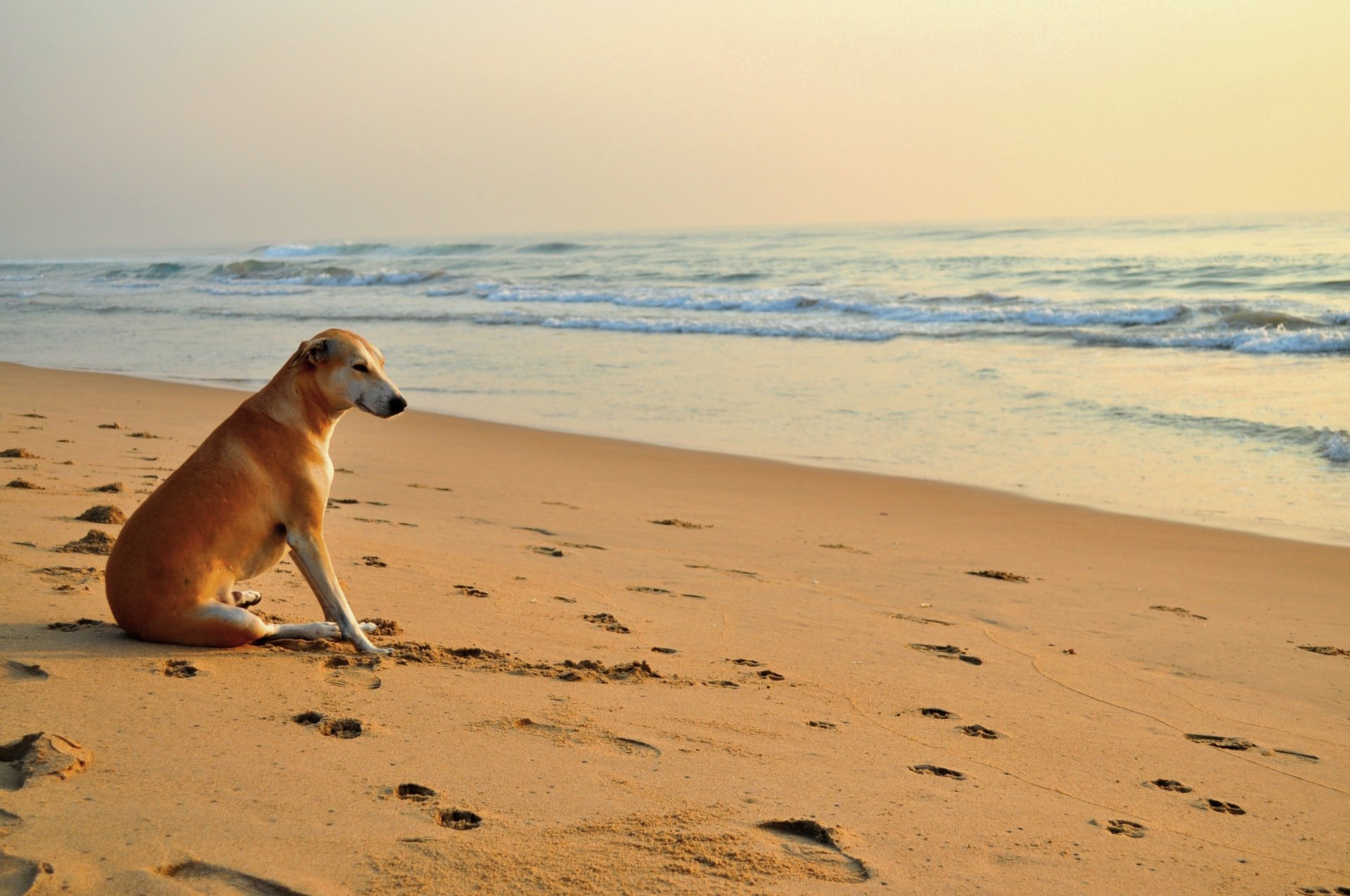 mer. vagues sable plage traces chien bains de soleil