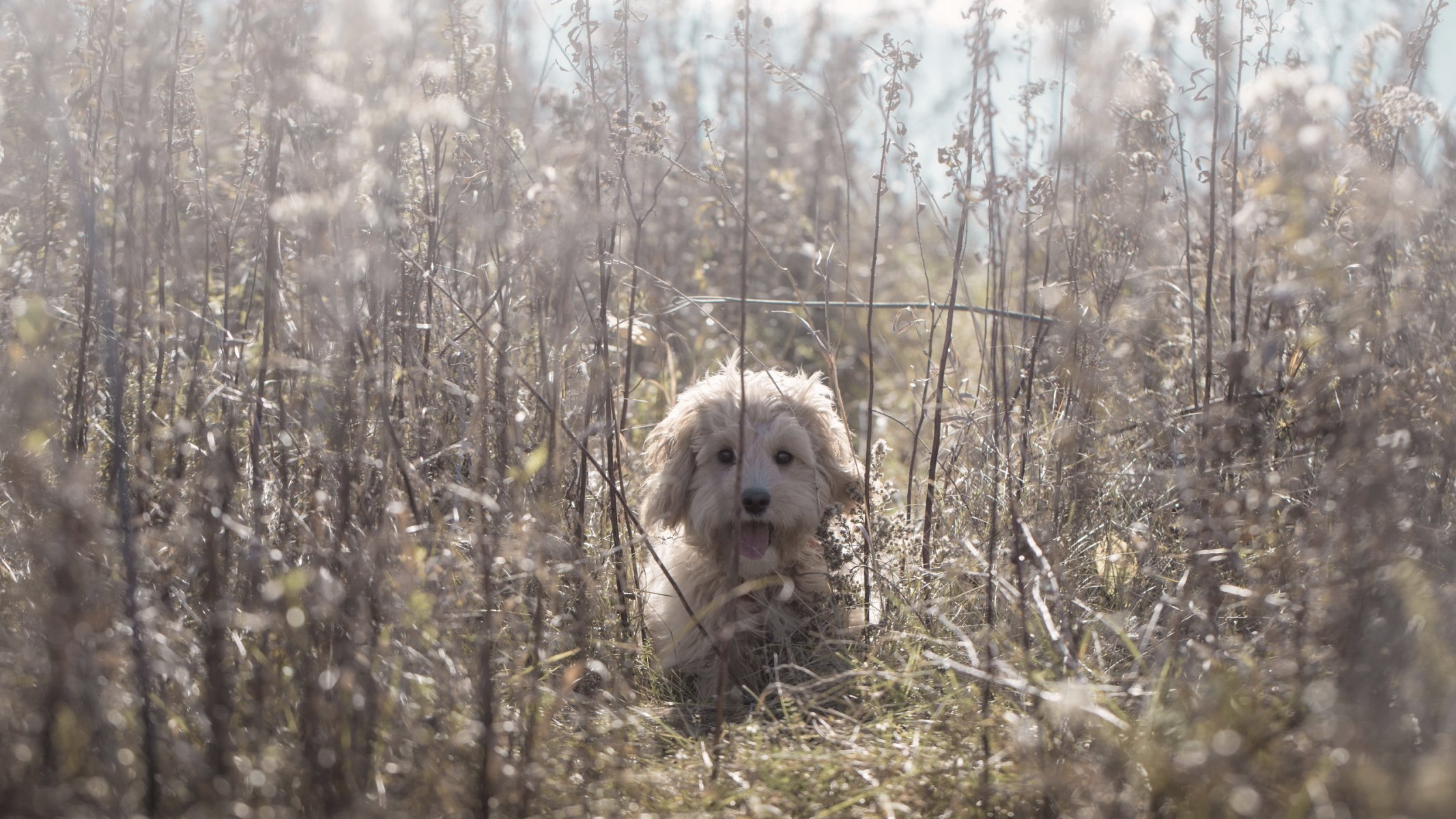 cane amico natura