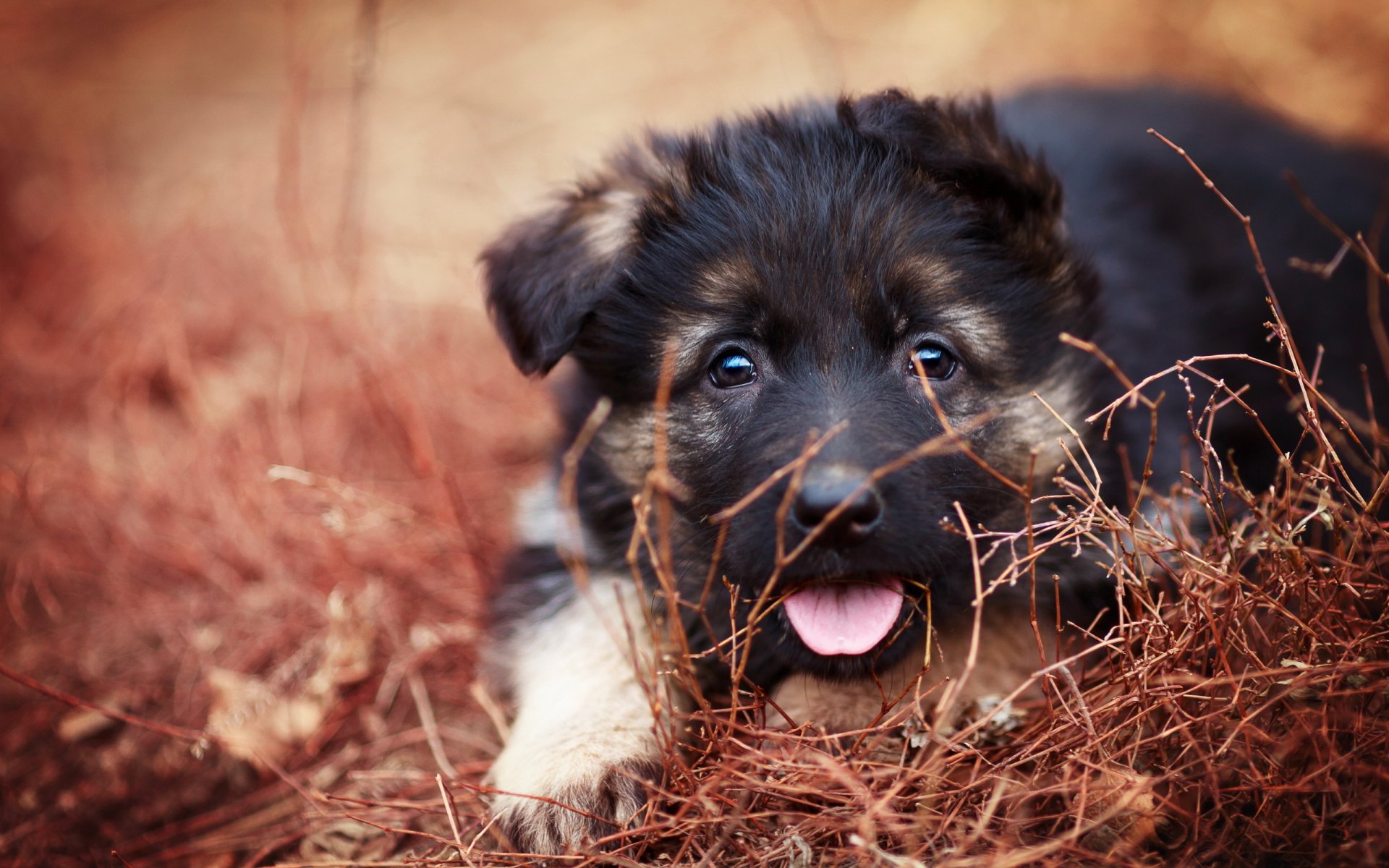 dog puppy background