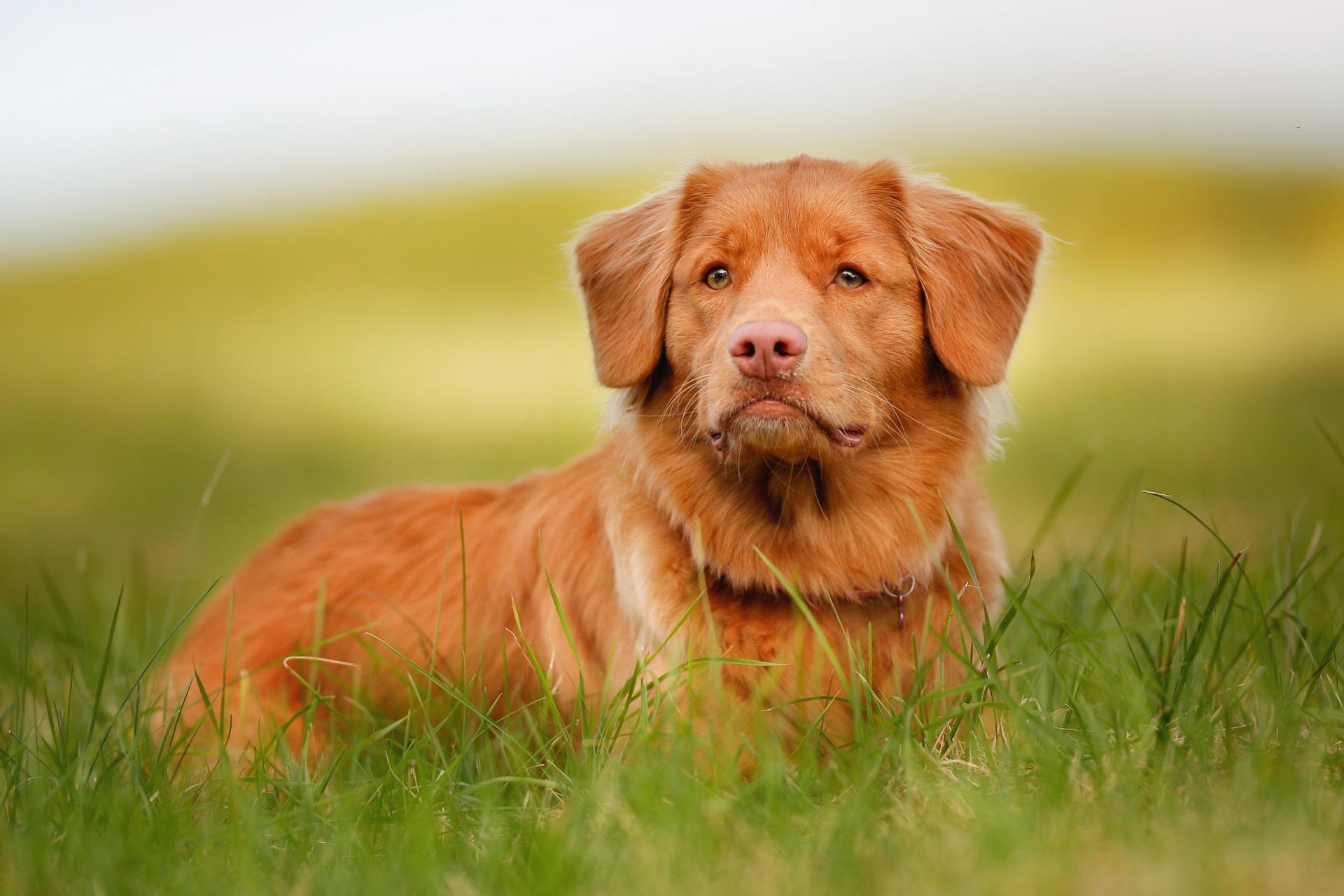 hocico mirada pelirroja retriever