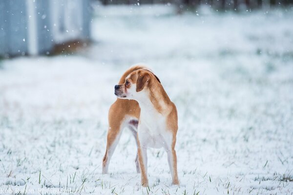 Foto invernale del cane rosso