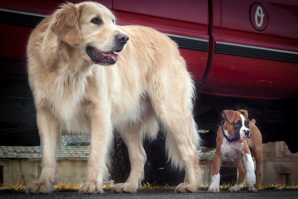 Rotes Auto großer heller roter Hund, rote Bulldogge