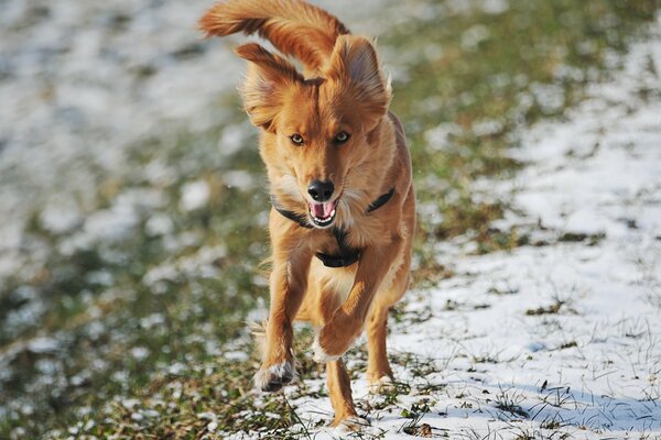 Chien roux court sur l herbe couverte de neige