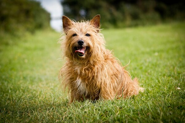 Playing with a dog on the grass