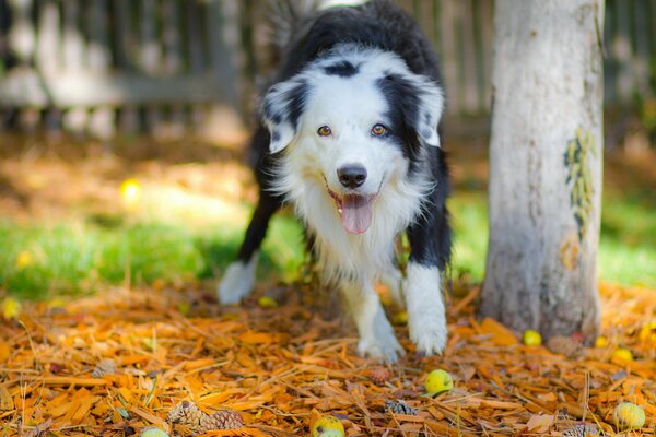 The dog is very happy with his master