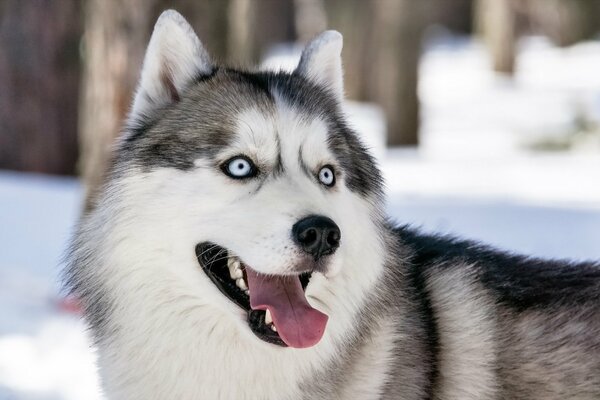 Husky loves to run in the winter on the street