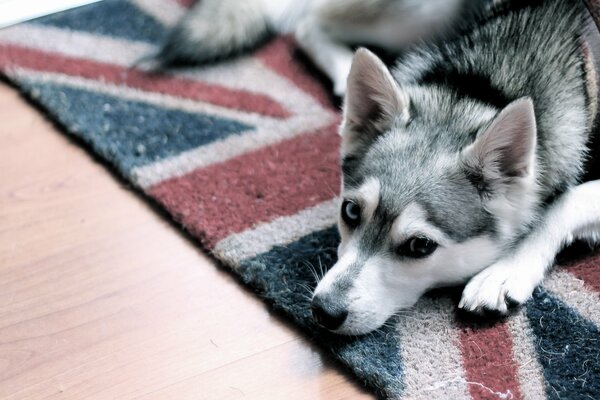 The dog is waiting for the owner from work