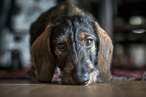 Amichevole cane dagli occhi marroni sul pavimento