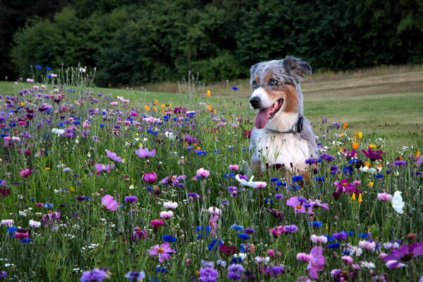 Ein Hund geht in der Natur im Gras spazieren