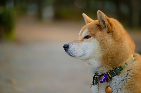 Chien roux moelleux avec un collier élégant