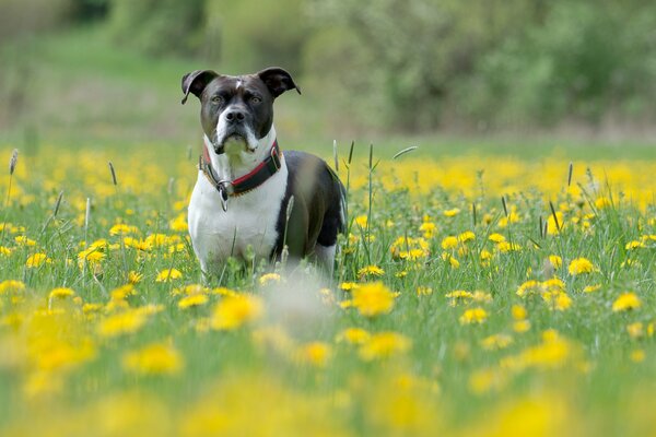 Haushund im Feld