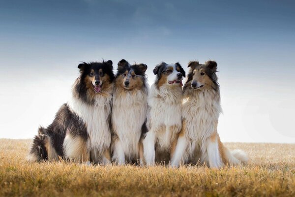 Quatre bergers australiens sur le terrain