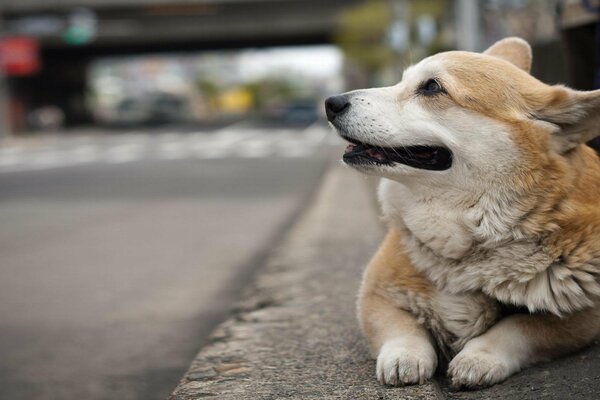 Chien de race Welsh Corgi se trouve dans la rue