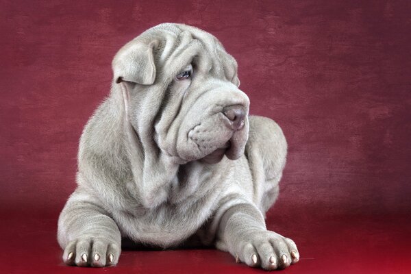 Szary ważny Shar Pei, pies przyjaciel człowieka