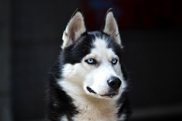 The dog is white and black with blue eyes