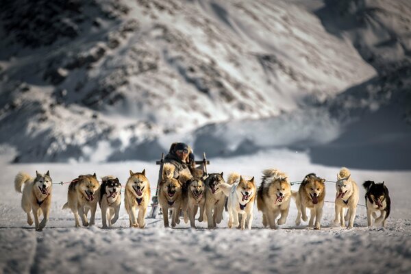 Huskies im Schlittenschlitten Wintermärchen