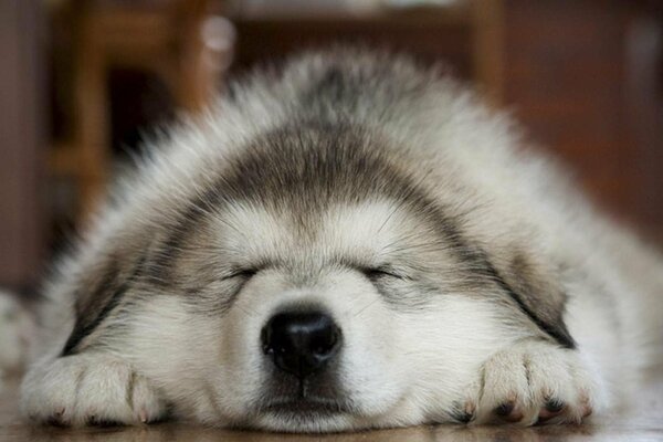 Grey fluffy dog husky