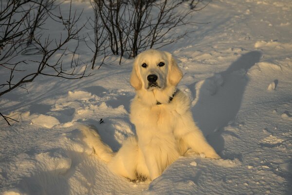 A white dog is like white snow