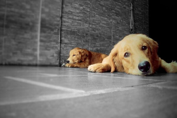 Deux Golden retrievers sur fond gris