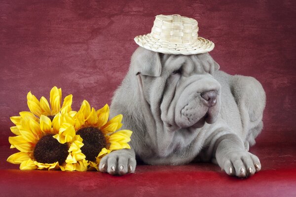 Smoky sharpey in a hat with sunflowers