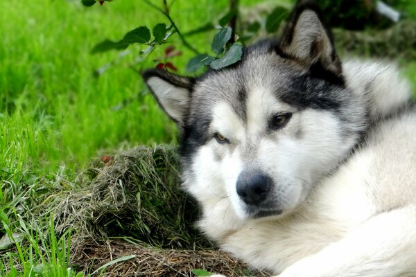 Husky, pies do życia na północy