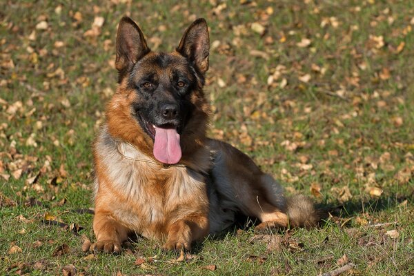 The German Shepherd is lying on the grass