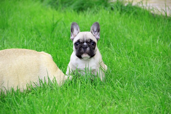 Ein reinrassiger Hund geht im Garten auf dem Rasen spazieren