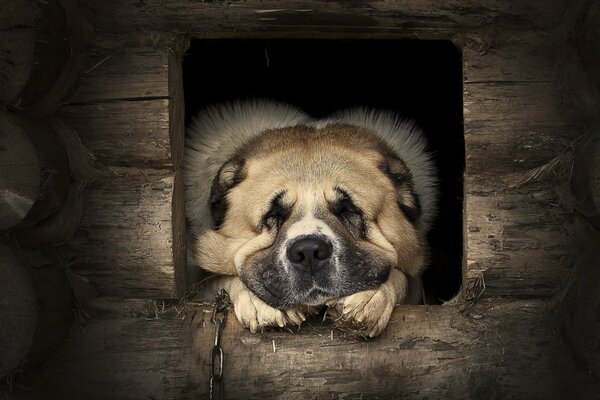 Cane da guardia che giace nel canile