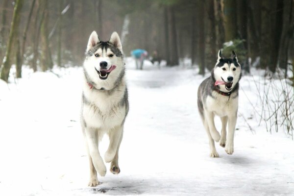 Zwei Weicheier Husky Winter Schnee