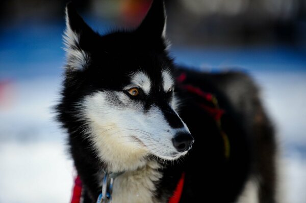 Stunning husky on the background of snow