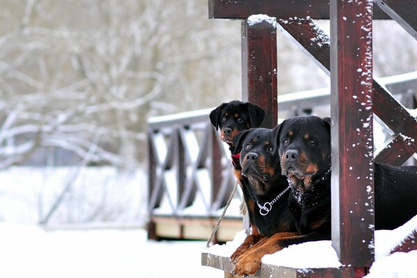 Winter, country house snow rotwellers