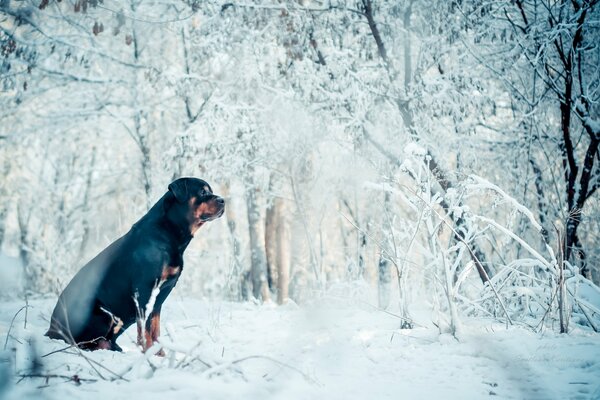 Schwarzer Hund im Winter schaut auf weißen Schnee
