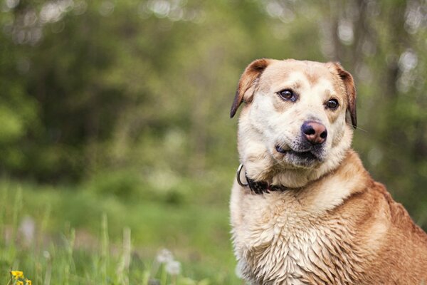 Gros chien roux assis dans une clairière et regardant de côté