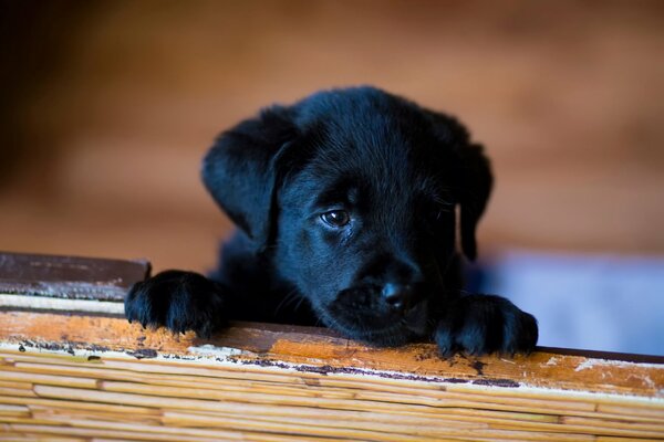 Photo of a small black puppy