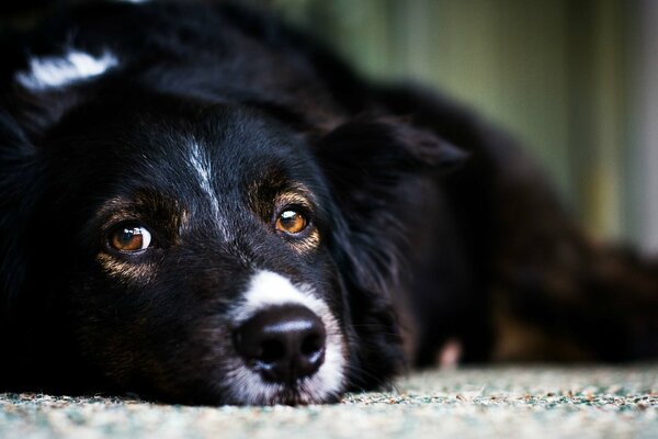 A black and white dog is lying on the floor