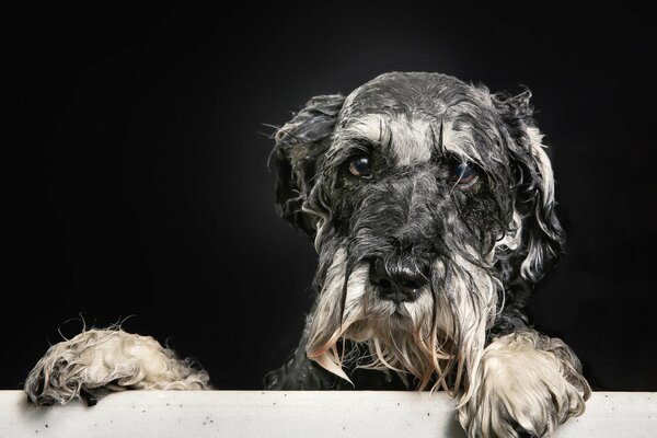 Мокрый пёс смотрит жалобно из ванной